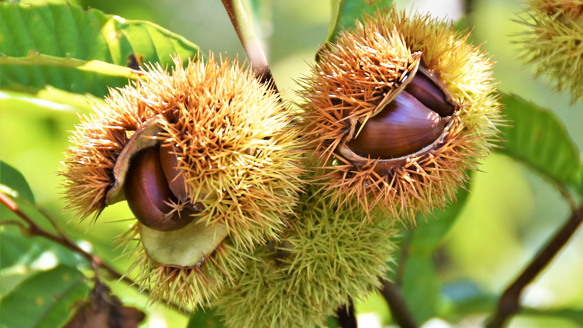 栗の実